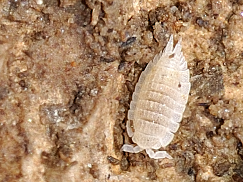 Platyarthridae - Platyarthrus aiasensis